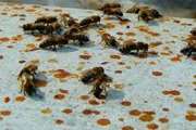 بیماری نوزما در زنبور عسل